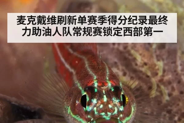 麦克戴维刷新单赛季得分纪录最终力助油人队常规赛锁定西部第一